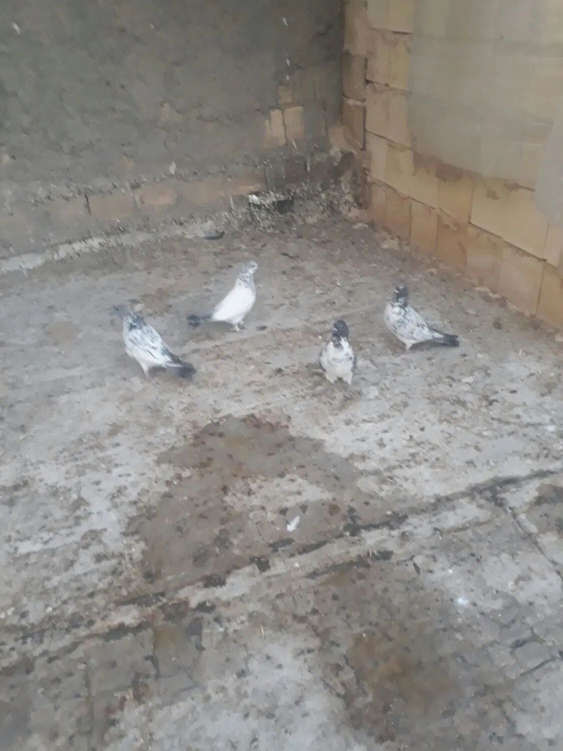 کبوتر کاشونی|پرنده|اصفهان, ارغوانیه|دیوار