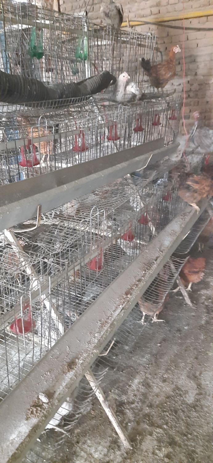 قفس مرغ تخمگذار|لوازم جانبی حیوانات|بروجرد, |دیوار