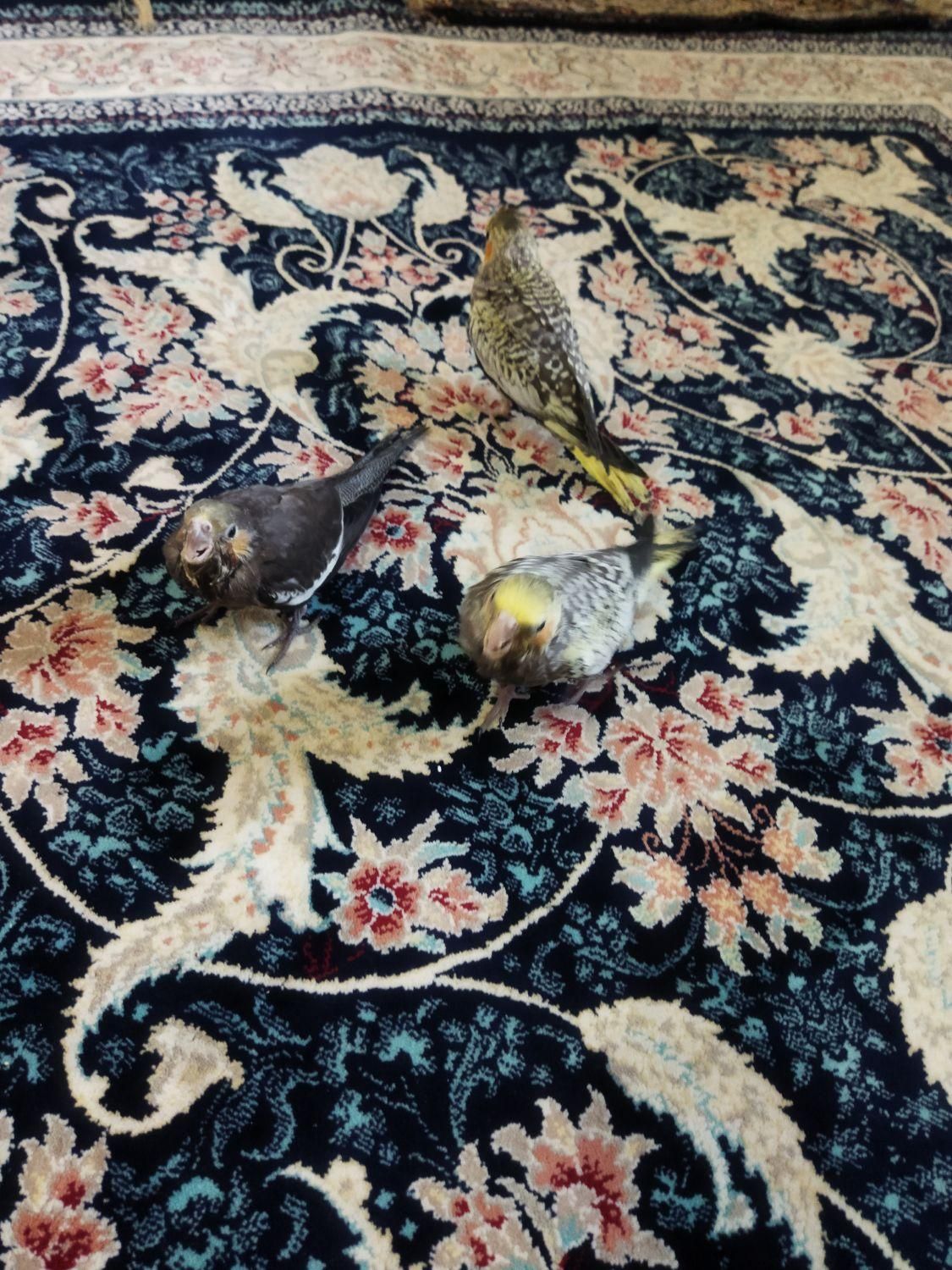 جوجه عروس هلندی سالم و سرحال|پرنده|اشنویه, |دیوار