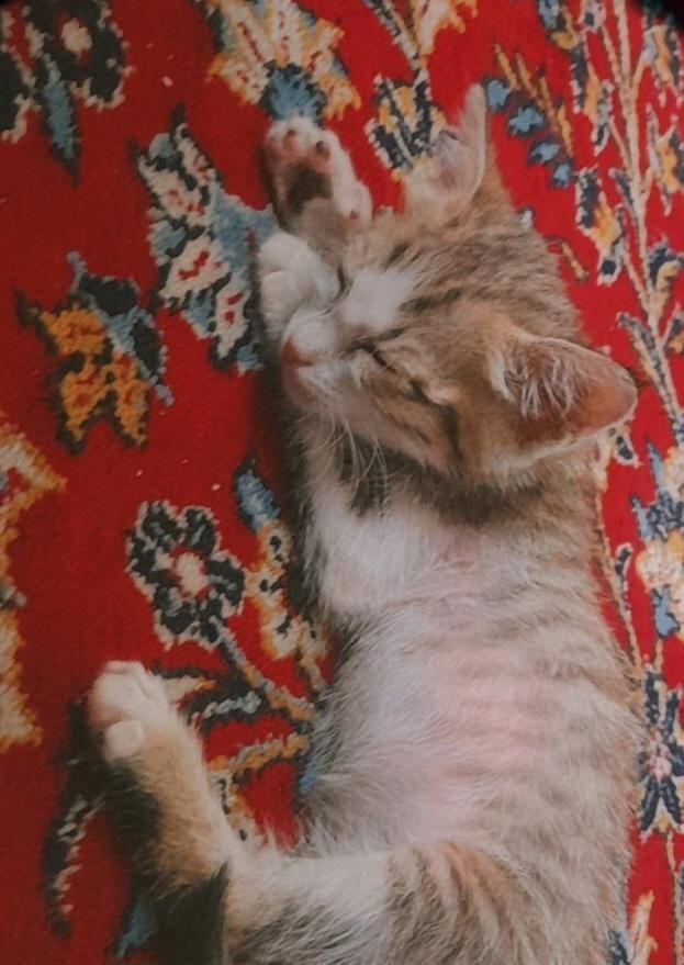 گربه خانگی|گربه|قرچک, |دیوار