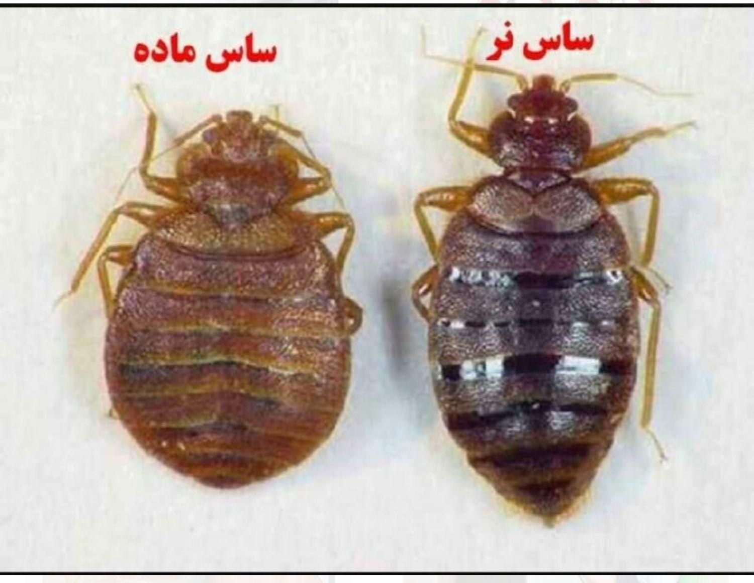 سمپاشی ساس موریانه|خدمات نظافت|اهواز, گلستان|دیوار