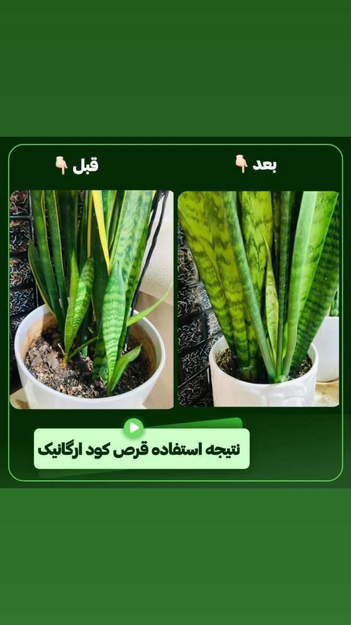 فروش قرص کود  ارگانیک با صرفه وبا نازلترین قیمت|خدمات باغبانی و درختکاری|صفادشت, |دیوار