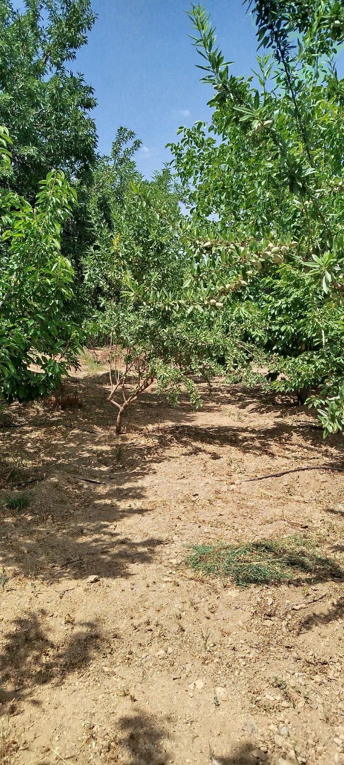 فروش زمین ۱۰۰۰ متری محدود پل زمانخان|فروش زمین و ملک کلنگی|شاهین‌شهر, طالقانی|دیوار