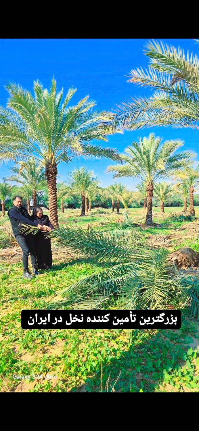 خرید شب عید پالم خانه زیبا|خدمات باغبانی و درختکاری|قم, نوقطار|دیوار