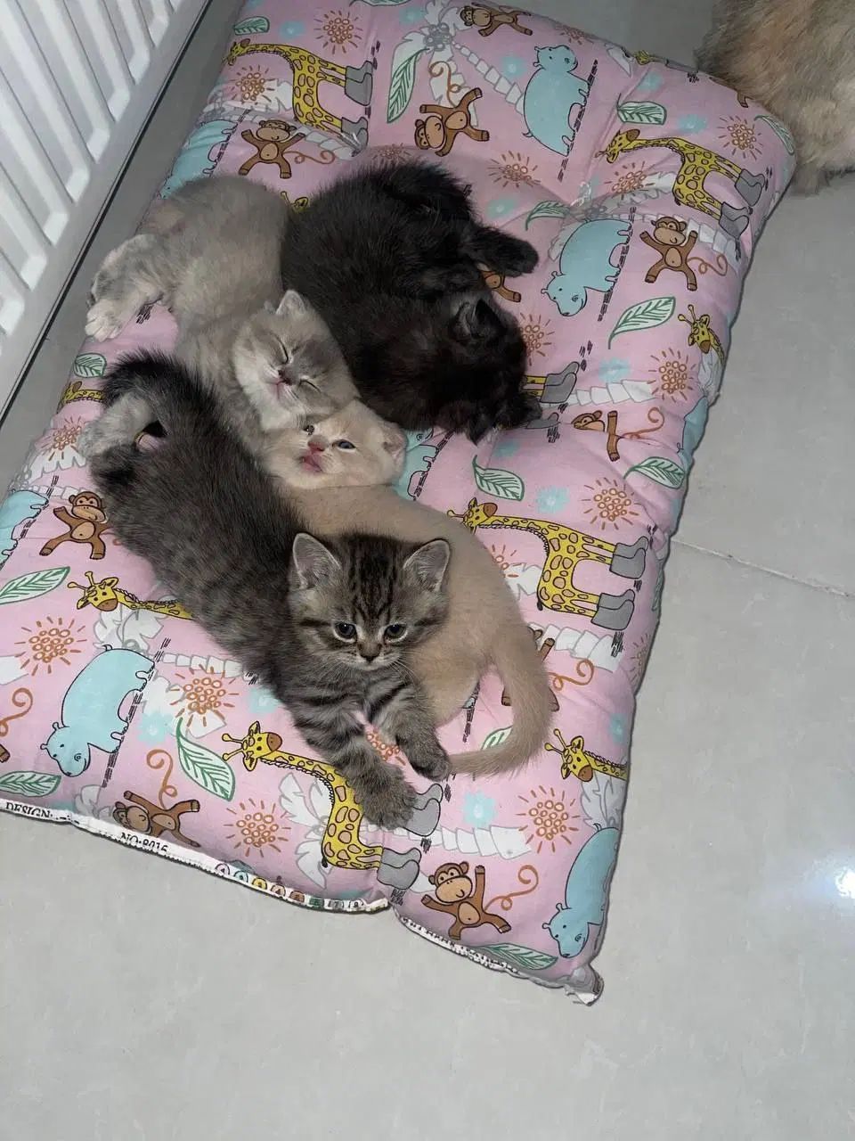 واکسیناسیون - پت - سگ - گربه|خدمات پیشه و مهارت|مشهد, شهرک امام هادی (شهرک غرب)|دیوار