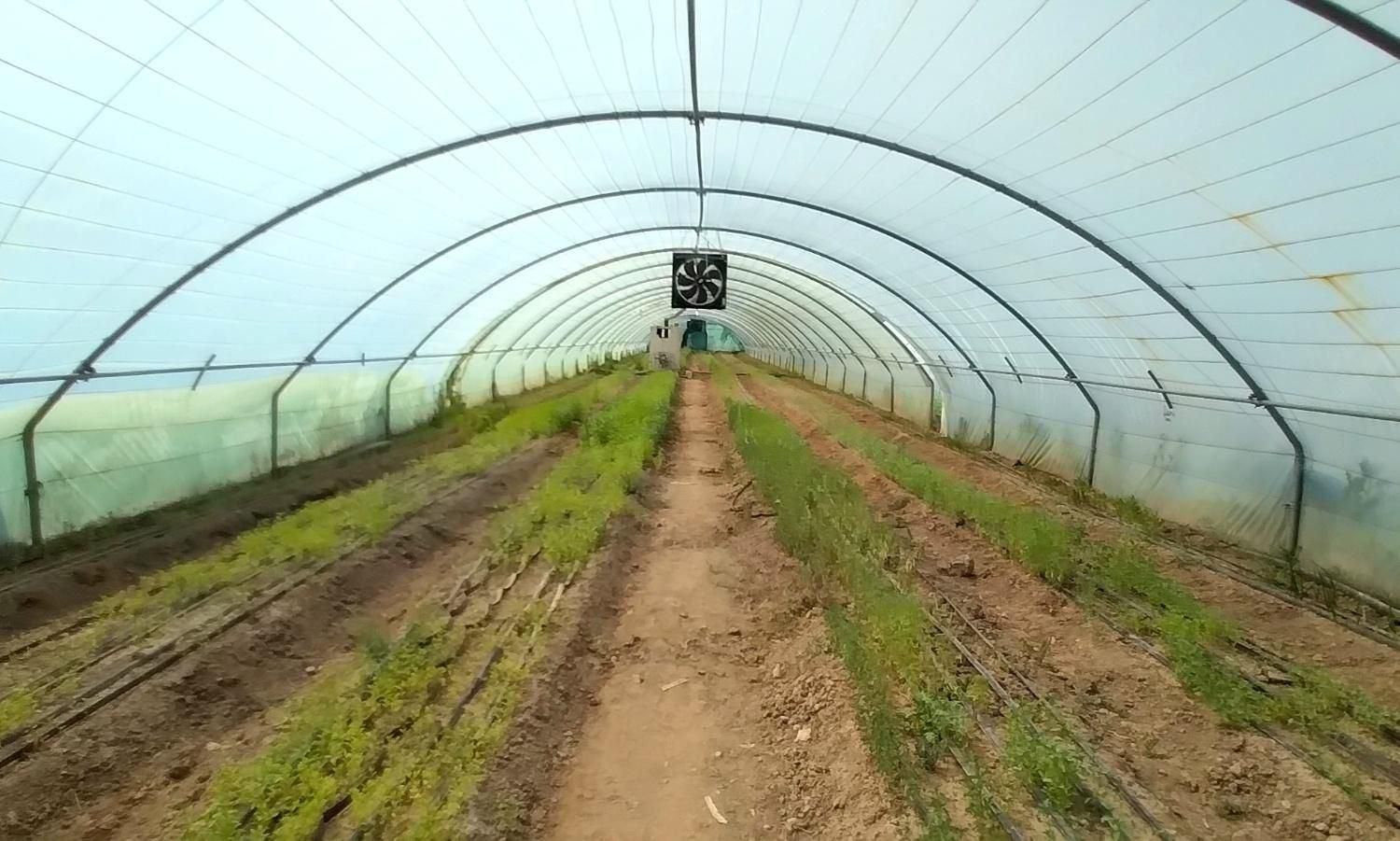 گلخانه در مشهد فروش/معاوضه آپارتمان|فروش دفتر صنعتی، کشاورزی، تجاری|مشهد, كنويست|دیوار