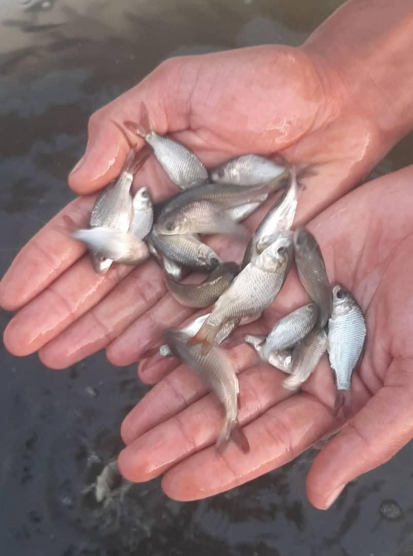 کپور بچه اصلاح نژاد شده مجارستان|ماهی|یزد, |دیوار