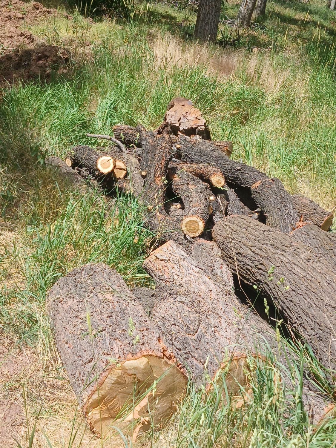 خرید چوپ و هرس باغ|خدمات باغبانی و درختکاری|ساوه, |دیوار