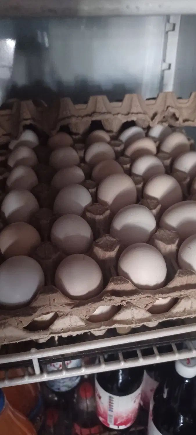 تخم مرغ بومی|خوردنی و آشامیدنی|اصفهان, ارداجی|دیوار