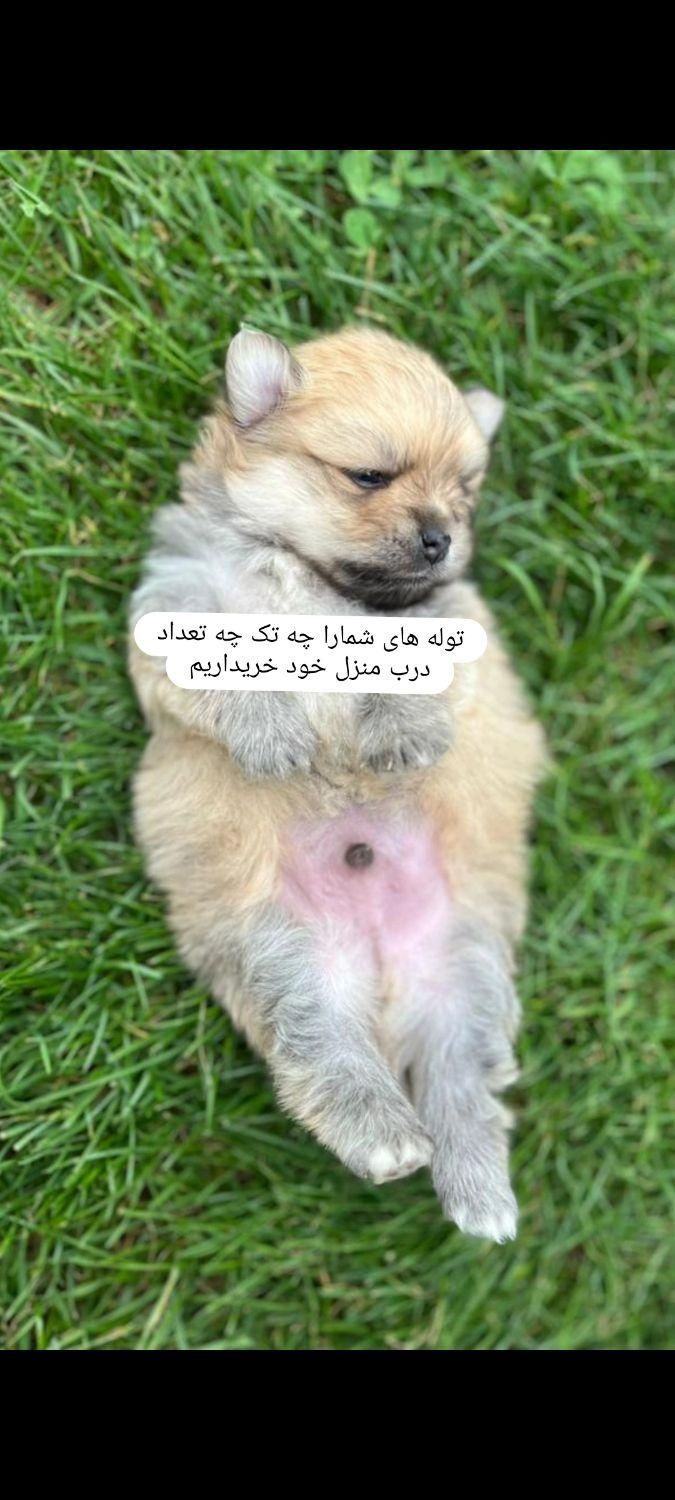 توله سگ خوشکل|سگ|شیراز, احمدی جنوبی|دیوار