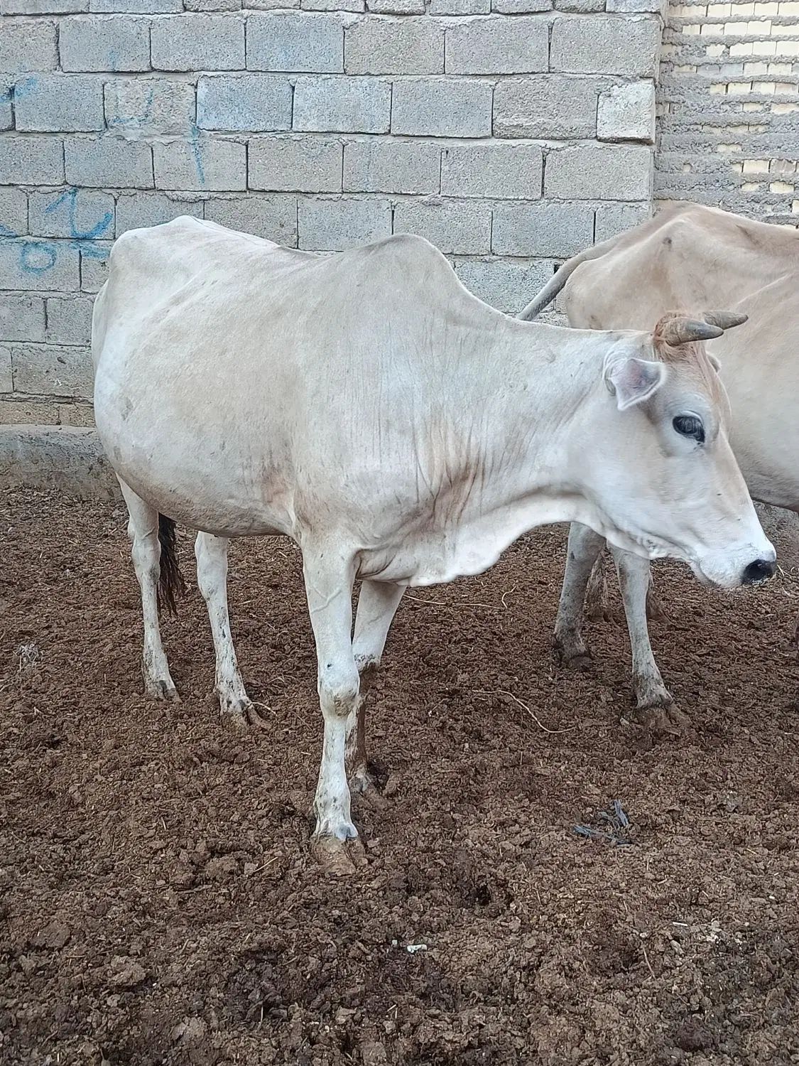گاو گوساله گوسفند بره بز گاو میش در شادگان|حیوانات مزرعه|اهواز, گلستان|دیوار