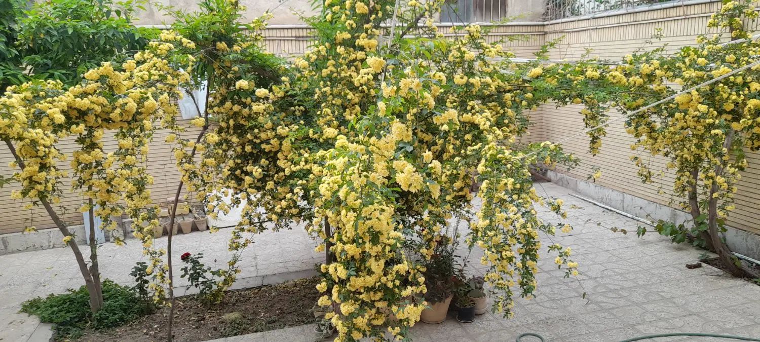 اجاره منزل ۲خواب طبقه همکف حیاط دار درب مجزا|اجارهٔ خانه و ویلا|اصفهان, مصلی|دیوار