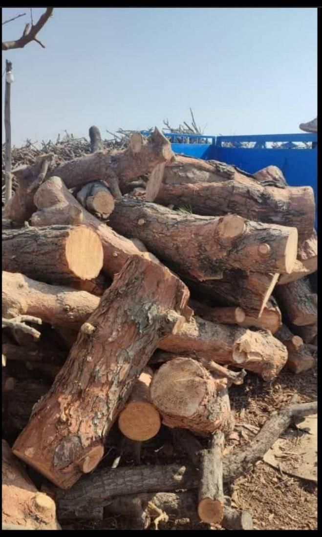 خرید و فروش انواع چوب|خدمات باغبانی و درختکاری|خرم‌آباد, |دیوار