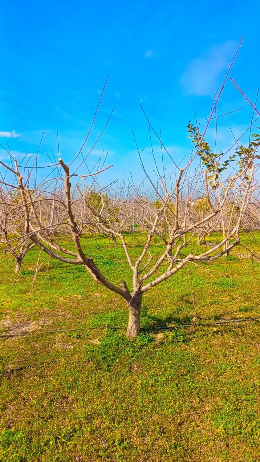 سرایدار هستم وباغبانی به طور کامل بلدم|خدمات باغبانی و درختکاری|چالوس, |دیوار