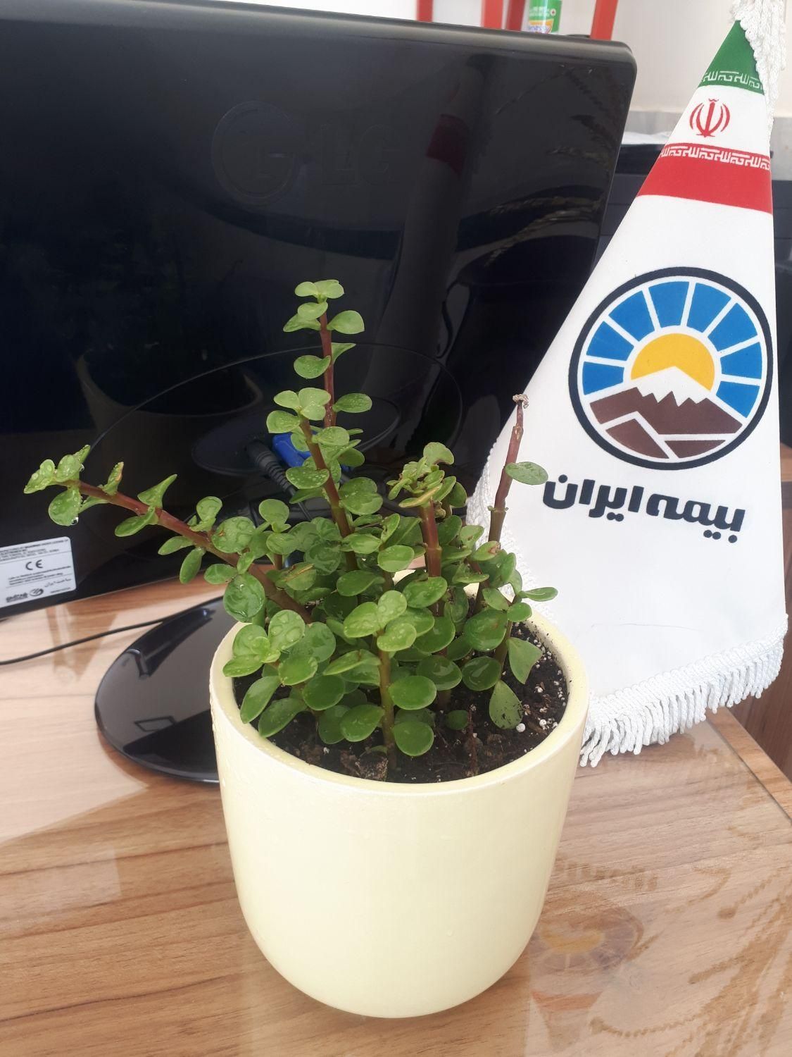 بیمه ایران|خدمات مالی، حسابداری، بیمه|زاهدان, |دیوار