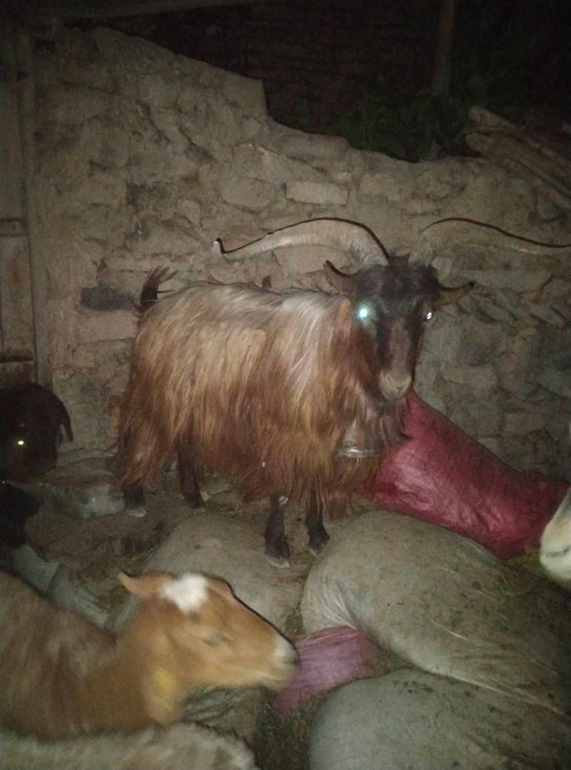 نربز|حیوانات مزرعه|چناران, |دیوار