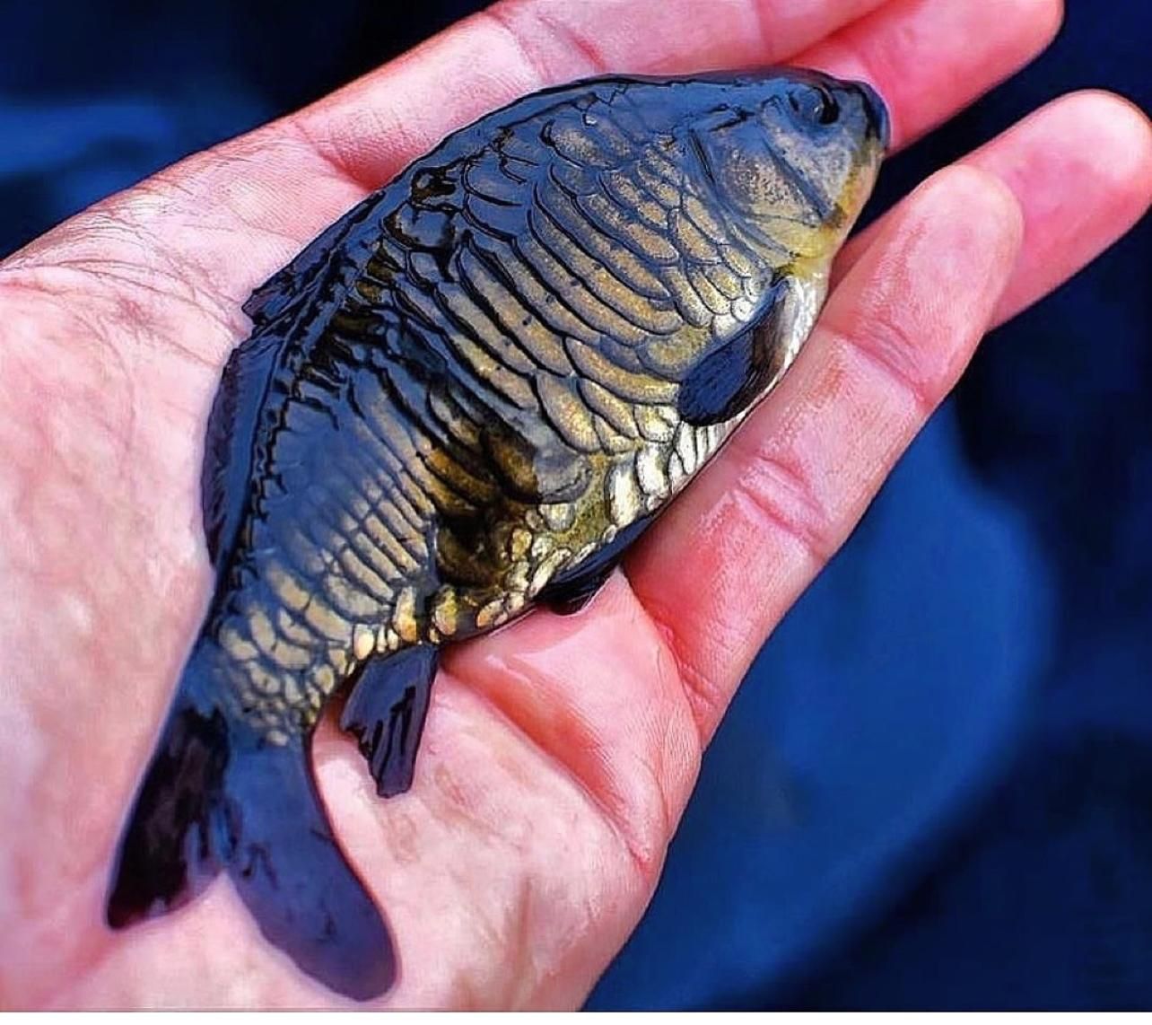 بچه ماهی کپور|ماهی|شیراز, ارم|دیوار