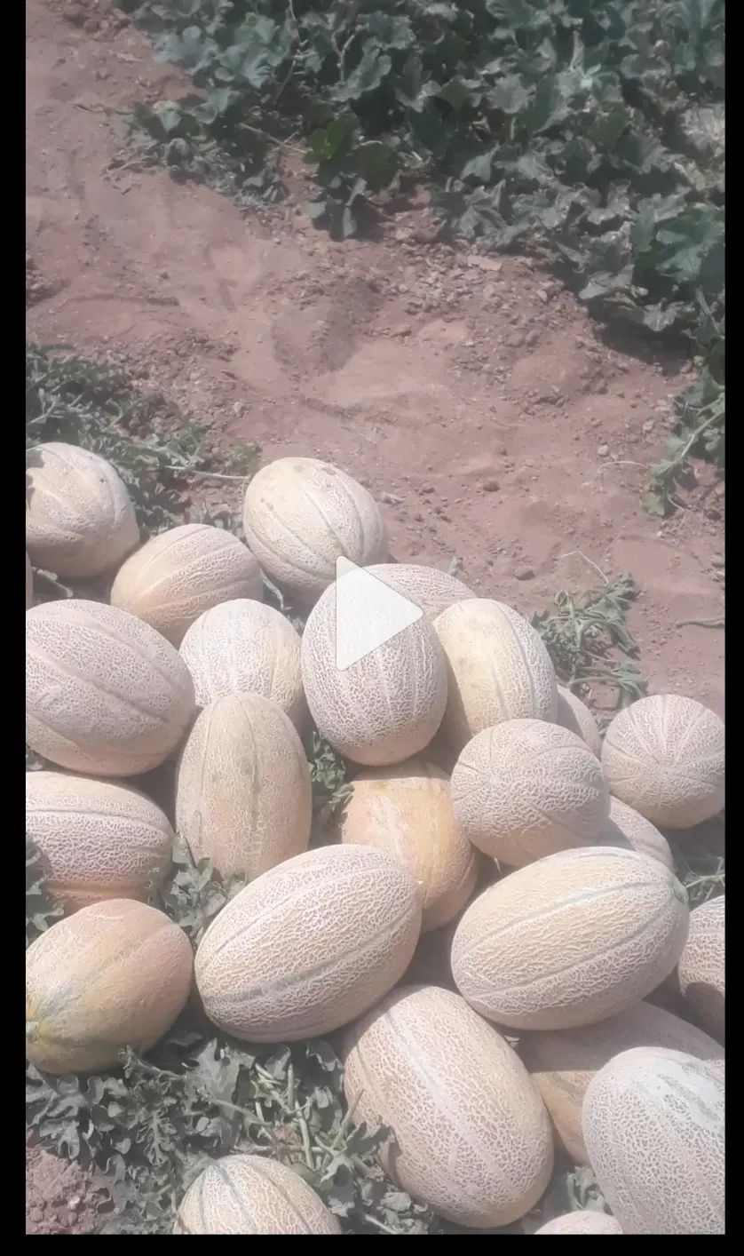 ۴۰نفر کارگر هستیم دنبال کارهستیم گوجه میوه لوبیا|خدمات باغبانی و درختکاری|تاکستان, |دیوار