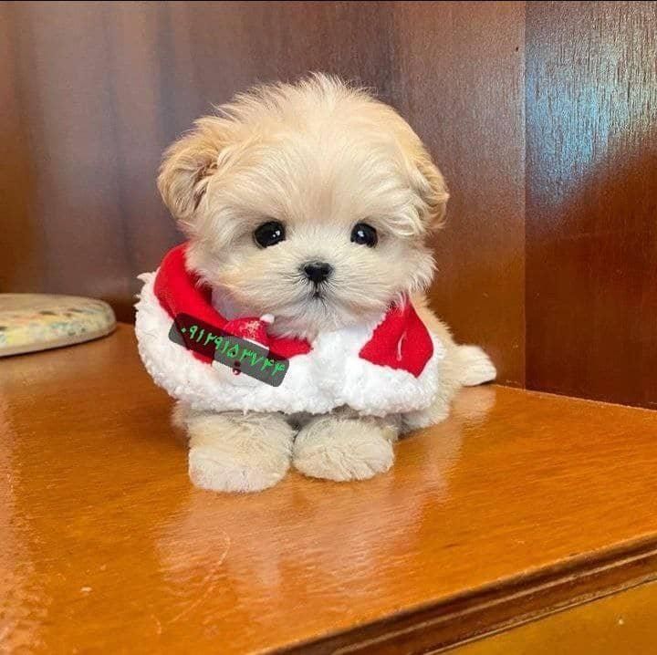 توله سگ جیبی عروسکی مالتیز شیتزو پودل|سگ|تهران, جنت‌آباد جنوبی|دیوار