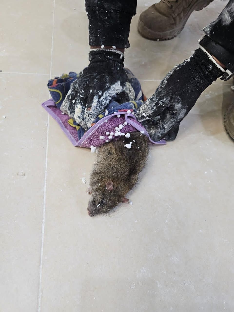 سمپاشی سم پاشی سوسک ساس موش کک زیرنظرمتخصص|خدمات نظافت|رشت, سعدی (تختی)|دیوار