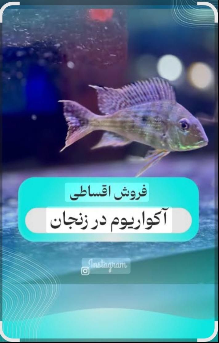 اکواریوم سیف این بار با ۱۰درصد تخفیف تا ۵/۵/ ۱۴۰۴|ماهی|زنجان, |دیوار