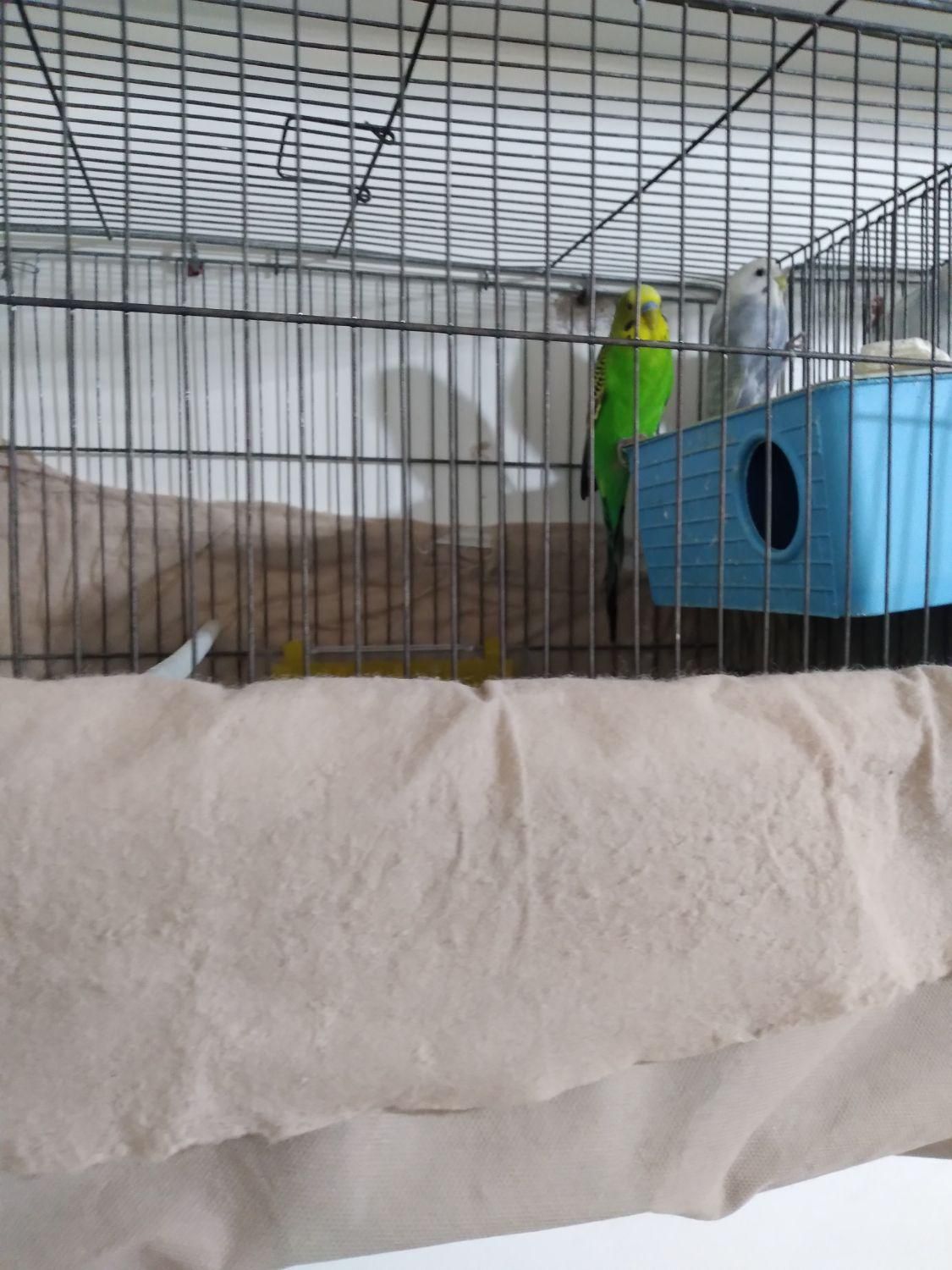 یک جفت مرغ عشق|پرنده|پاکدشت, پاکدشت (مامازند)|دیوار