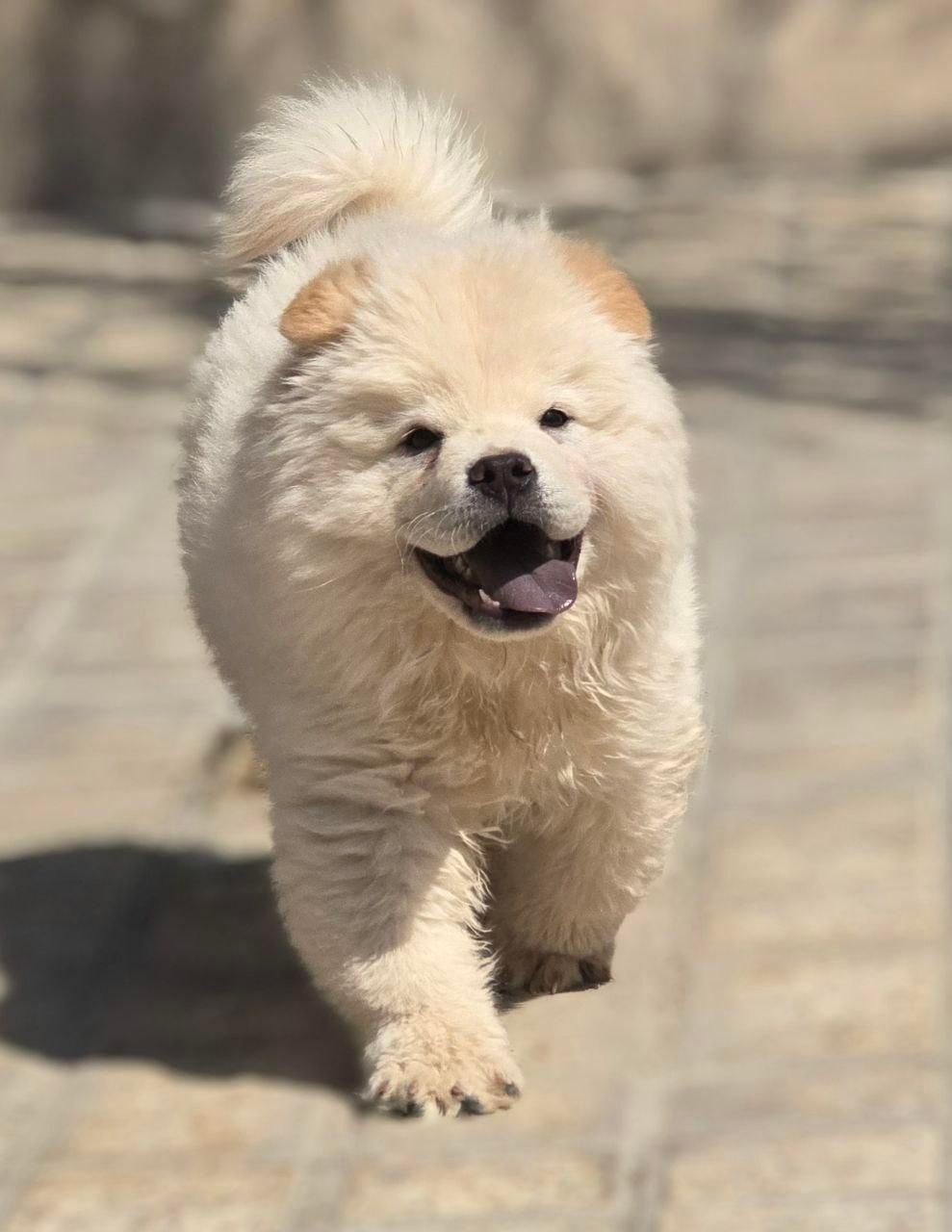 سگ چاو چاو تنبل دوستداشتنی زیبا|سگ|کرج, فاز ۱ مهرشهر|دیوار