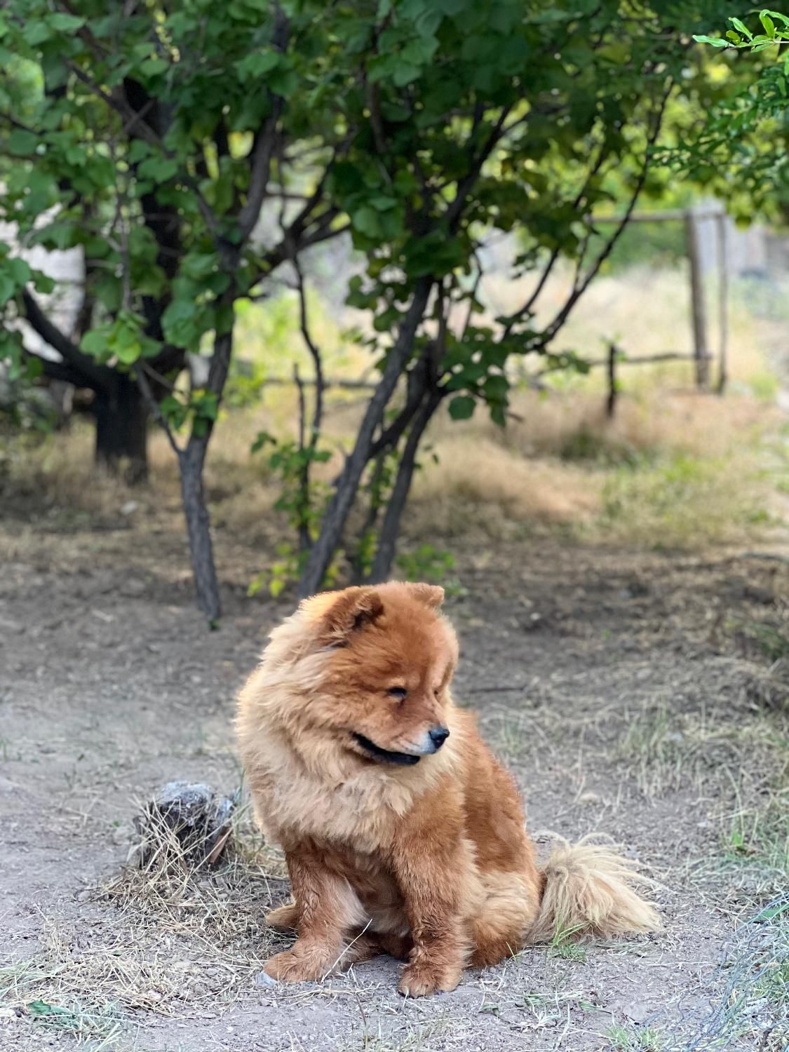 سگ چاوچاوو|سگ|کرمان, |دیوار