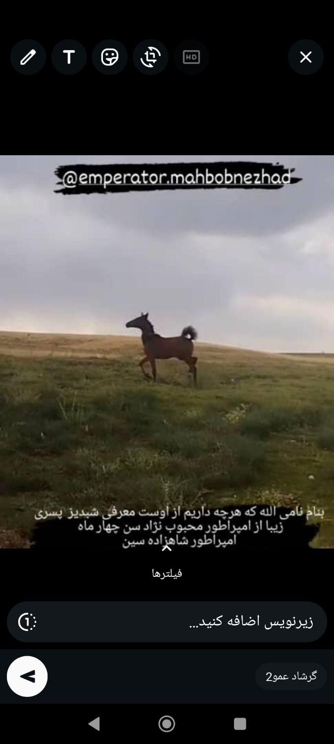 کره نریان خالص دره شوری با مدرک|اسب و تجهیزات اسب‌سواری|شیراز, شهرک گلستان|دیوار