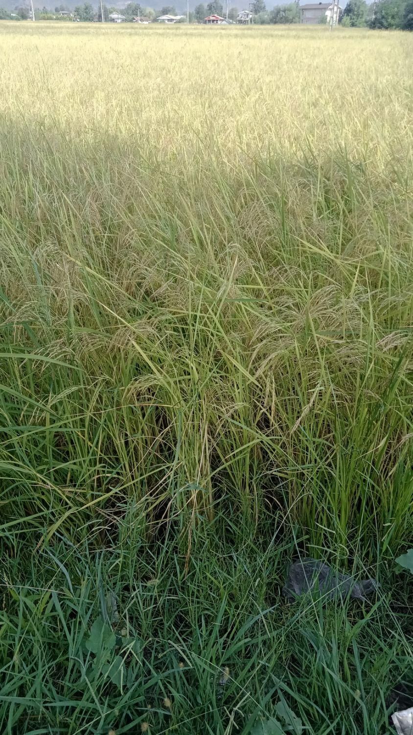 ۲۵۳۰متر شالیزار بهزراعی در ندامان گورابزرمیخ|فروش زمین و ملک کلنگی|گوراب زرمیخ, |دیوار