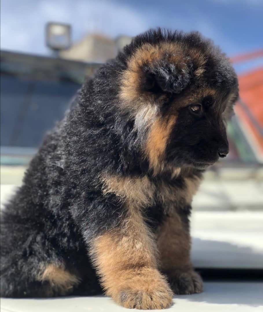 توله ژرمن شولاین نرو ماده|سگ|ساری, |دیوار