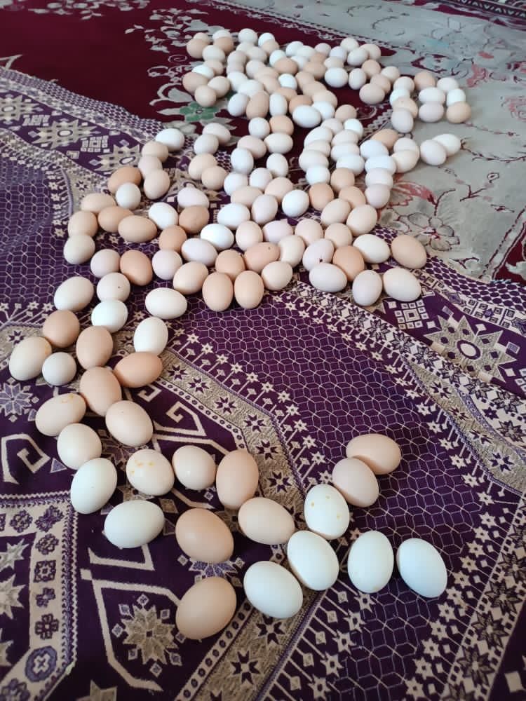 تخم مرغ نطفه دار|حیوانات مزرعه|بیرجند, |دیوار
