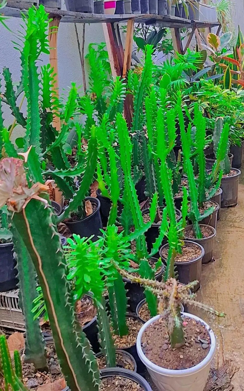 حراج گل های اپارتمانی|گل و گیاه طبیعی|رشت, عینک|دیوار