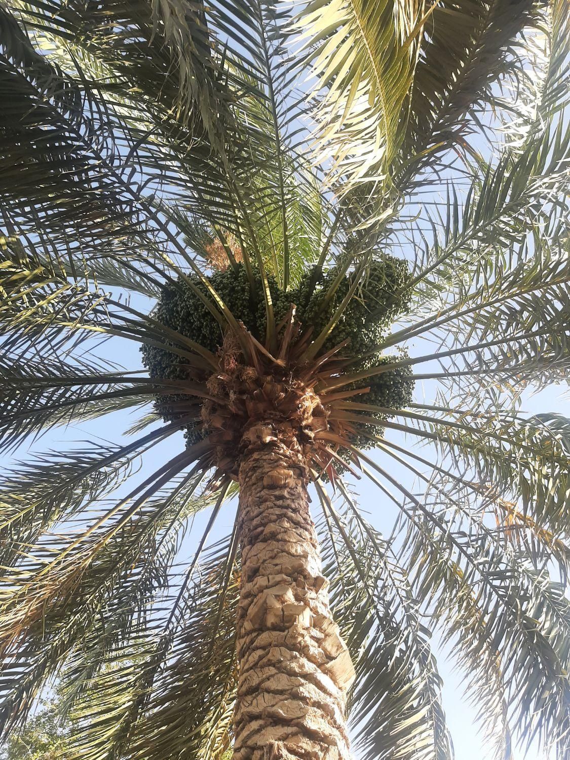 قطع درخت و نخل در سراسر استان|خدمات باغبانی و درختکاری|برازجان, |دیوار