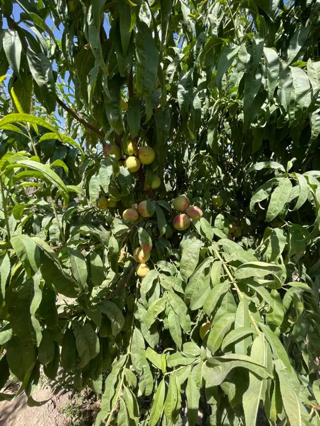 باغچه ۴۹۰ متری با درخت‌های چندساله سهیلیه زعفرانیه|فروش زمین و ملک کلنگی|کرج, گلشهر|دیوار