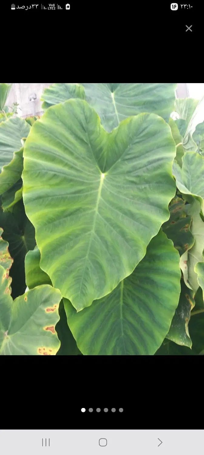 گل بابا آدم بزرگ قدی|گل و گیاه طبیعی|رشت, بازار|دیوار