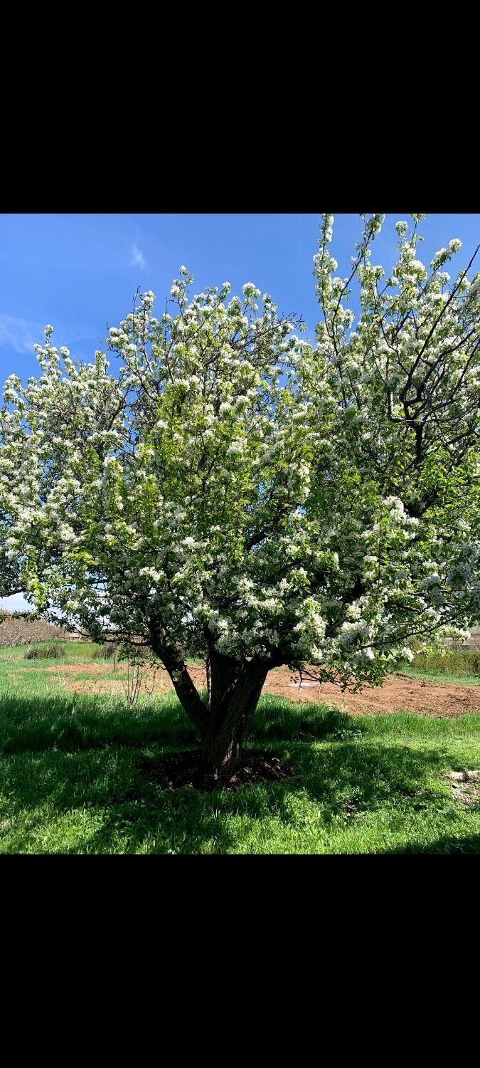 فروش باغ قلعه۳۵هکتاری قدیمی دماوند|فروش دفتر صنعتی، کشاورزی، تجاری|دماوند, دماوند|دیوار