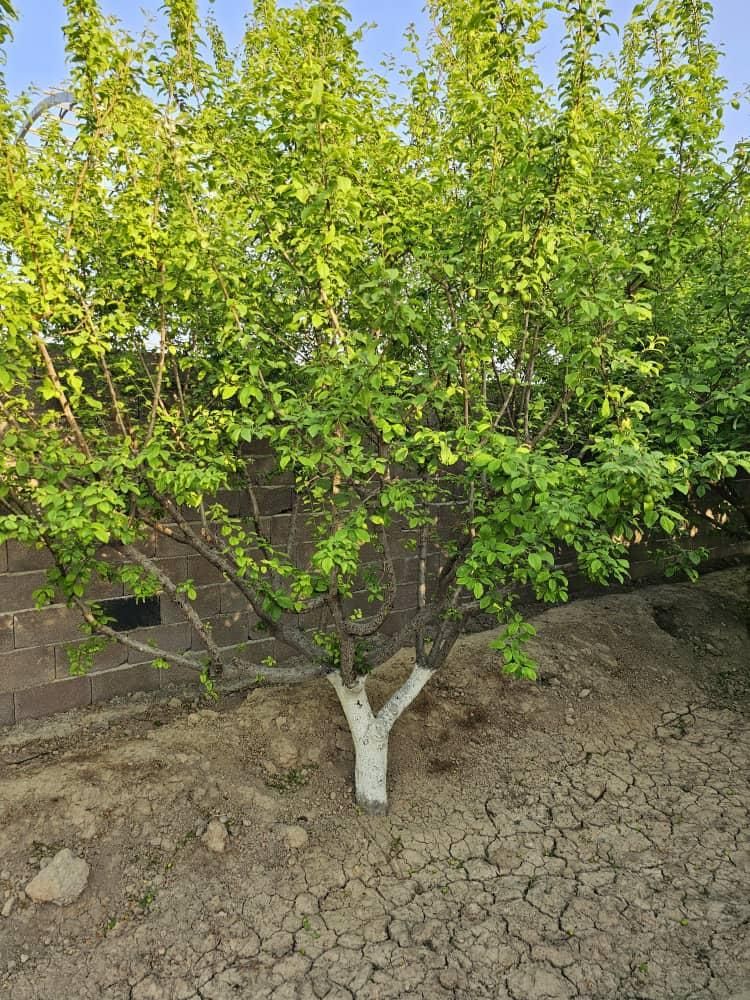 باغ و باغچه147متری /درختان10ساله میوه،کنتوربرق|فروش زمین و ملک کلنگی|تهران, امیریه|دیوار