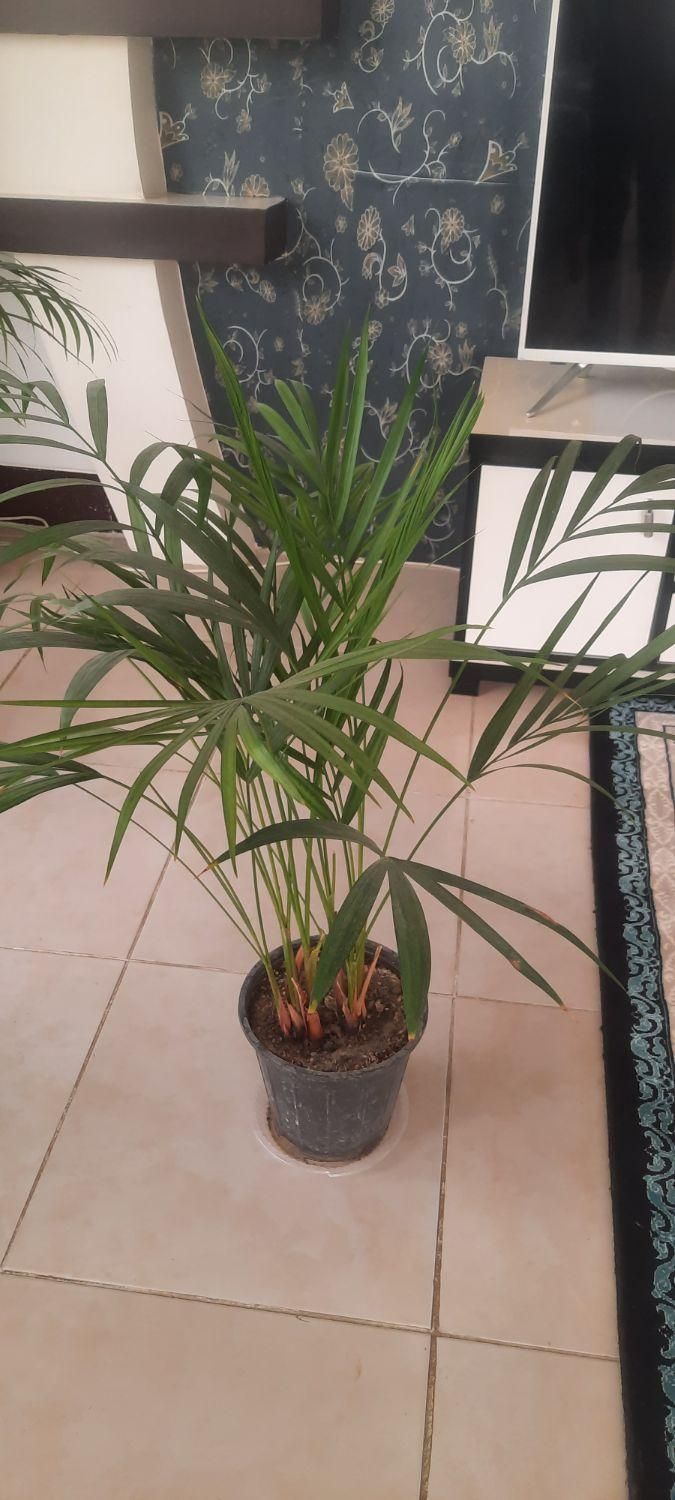 گل نخل مرداب اریکا شامادورا فیکوس سانسوریایوکا کاج|گل و گیاه طبیعی|لنجان, |دیوار