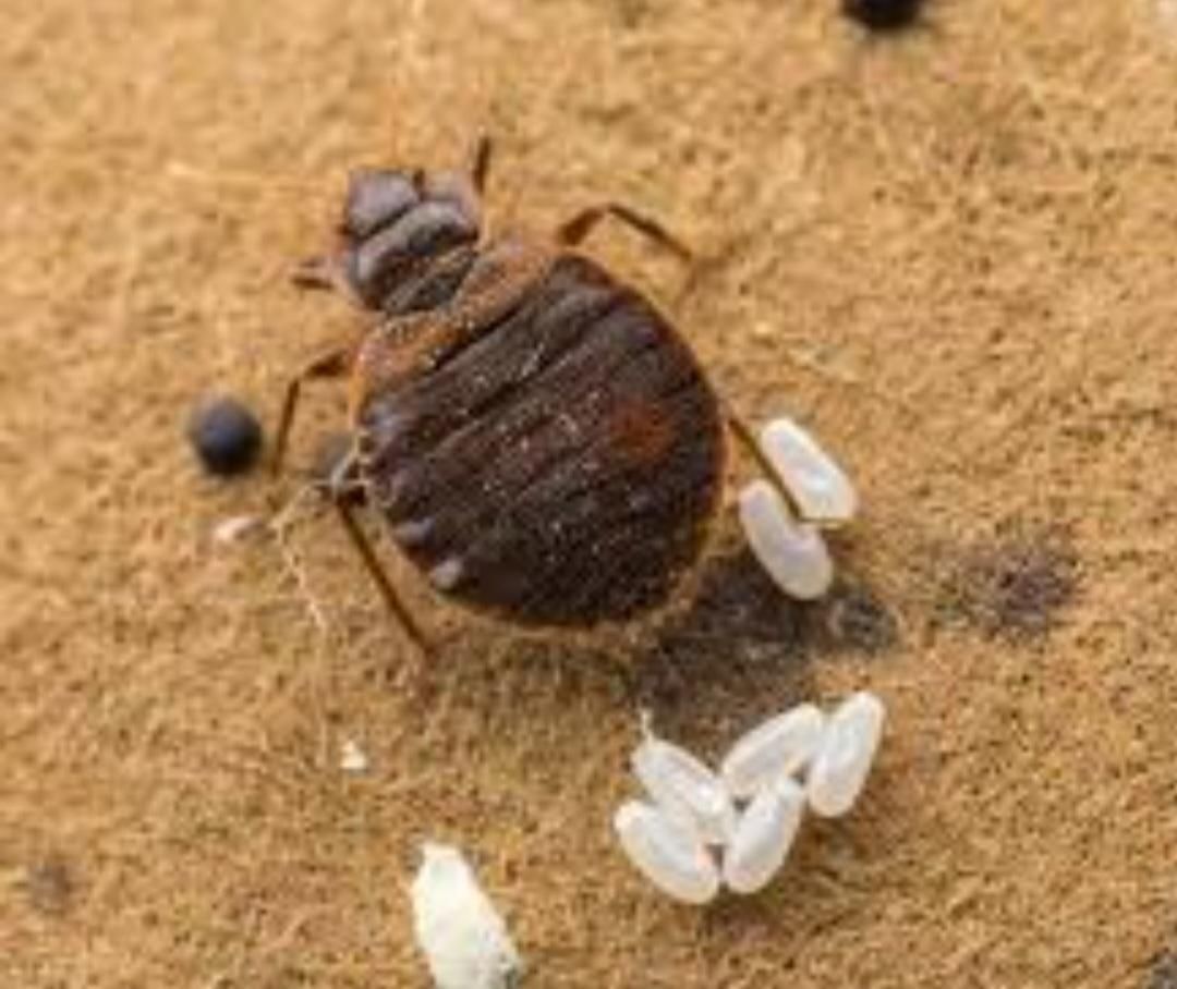 سمپاشی چیچک|خدمات نظافت|اسلامشهر, زرافشان|دیوار