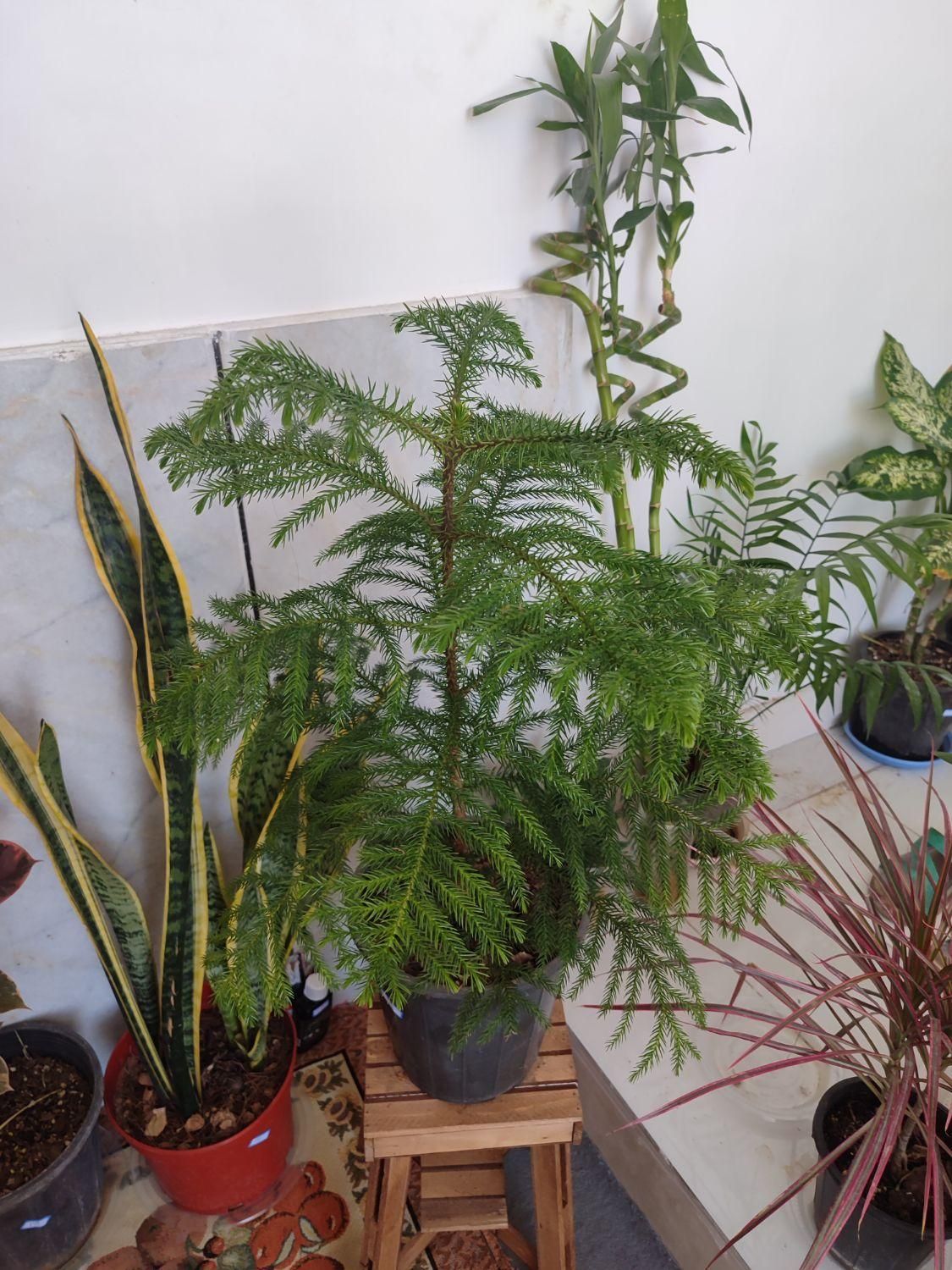 انواع گلهای طبیعی،گلخانه ای واپارتمانی|خدمات باغبانی و درختکاری|داراب, |دیوار