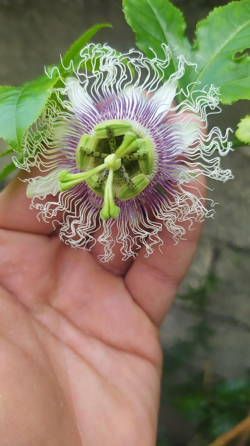 نهال پشن فروت ارغوانی|خدمات باغبانی و درختکاری|لاهیجان, آهندان|دیوار