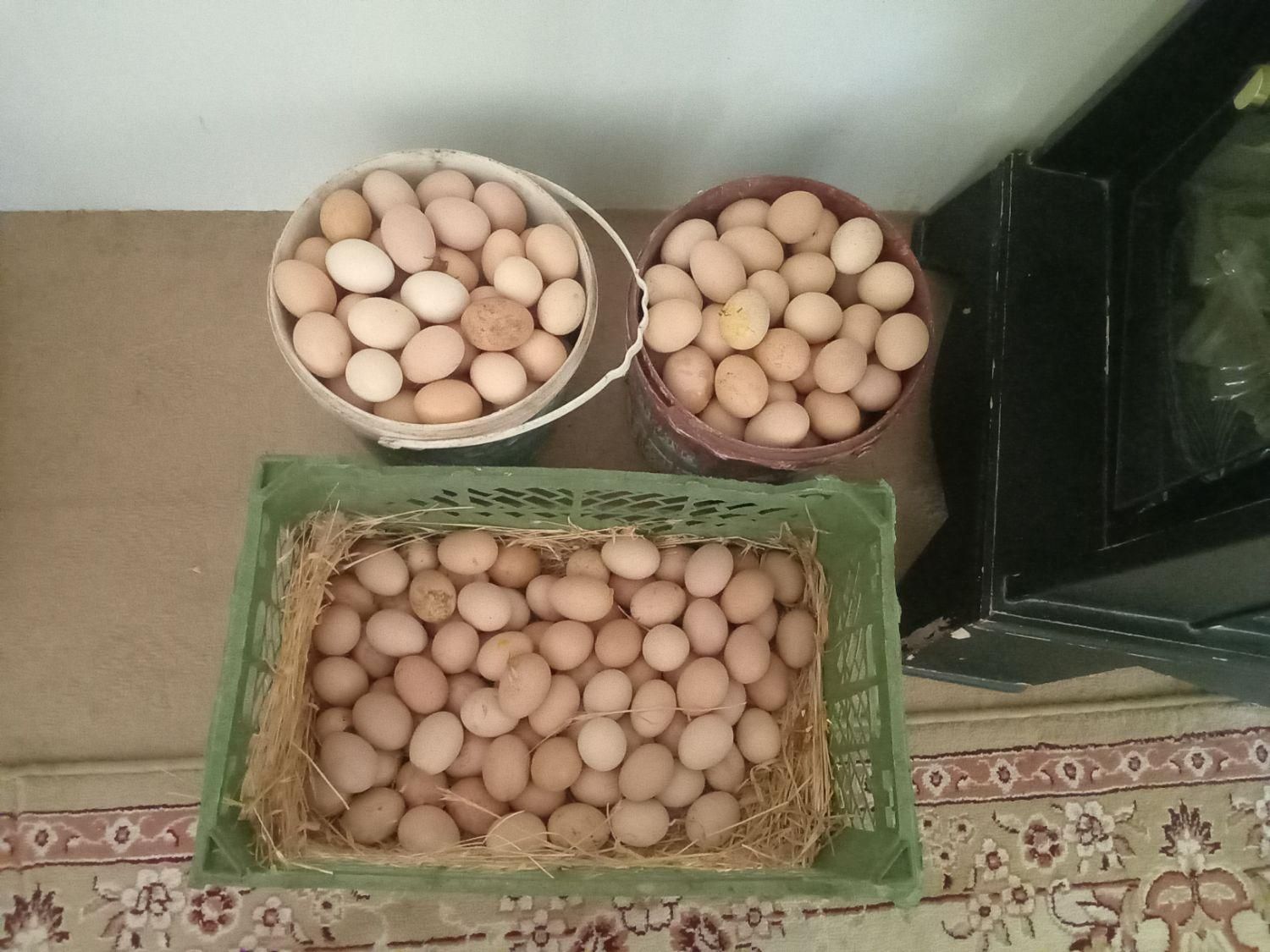جوجه گوشتی ۲۰روزه|حیوانات مزرعه|سبزوار, رباط|دیوار