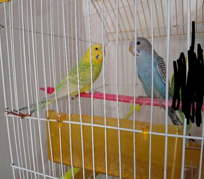 جفت مرغ عشق|پرنده|سراوان, |دیوار