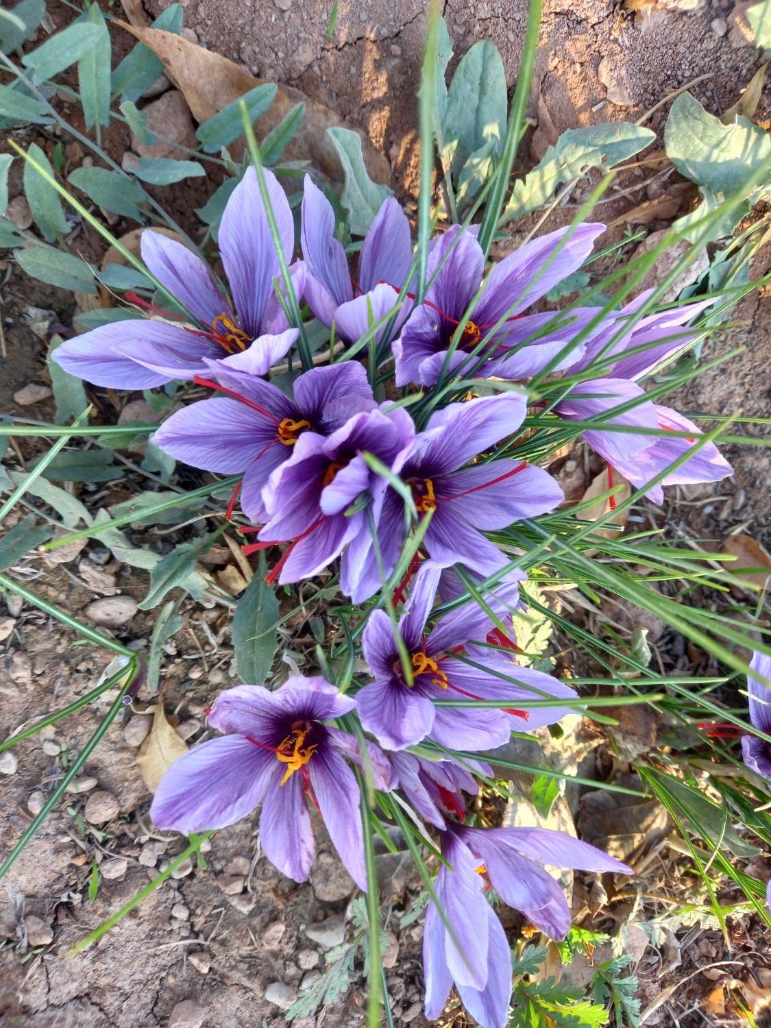 فروش زمین کارگاهی و باغ|فروش دفتر صنعتی، کشاورزی، تجاری|نجفآباد, شهدا|دیوار