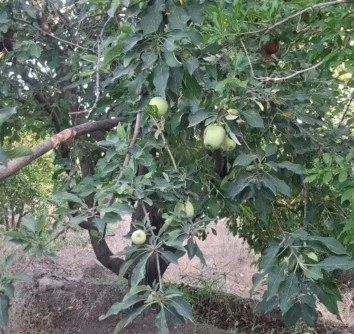 باغ۱۰۰۰متری بحر جاده آسفالت(روستای اندیس)|فروش دفتر صنعتی، کشاورزی، تجاری|قم, بلوار امین و ساحلی|دیوار