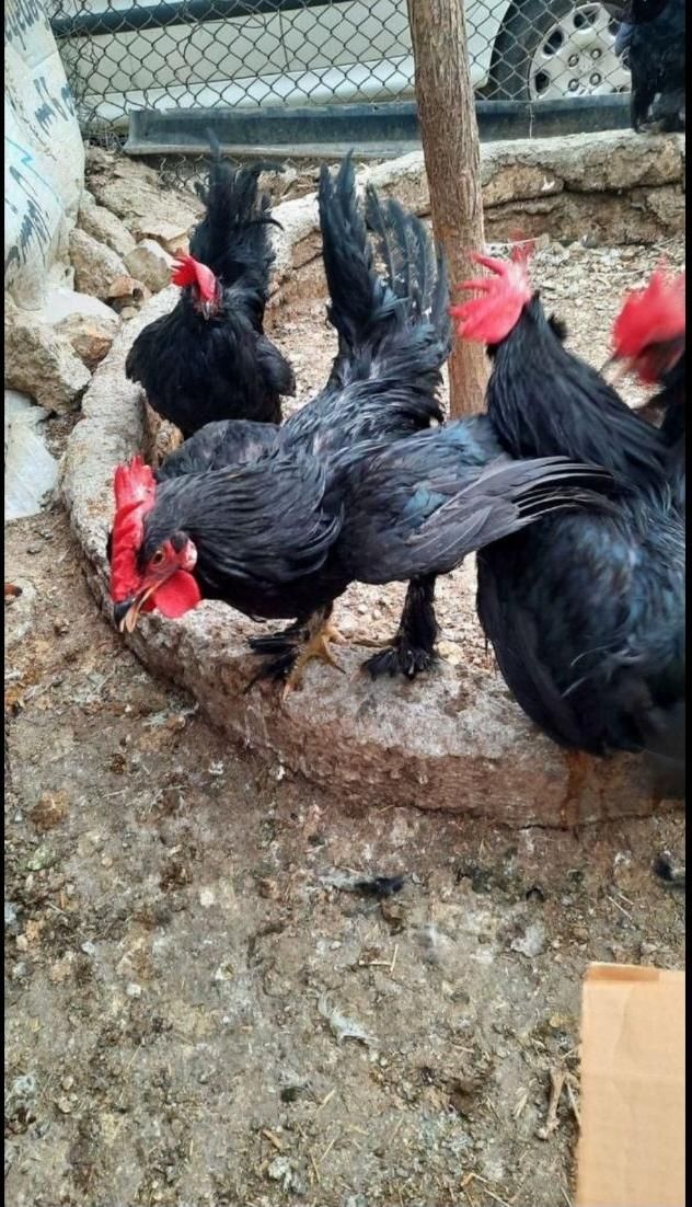 مرغ و خروس قربانی حضوری و غیرحضوری محلی ماشینی|حیوانات مزرعه|کرج, شاهین‌ویلا|دیوار