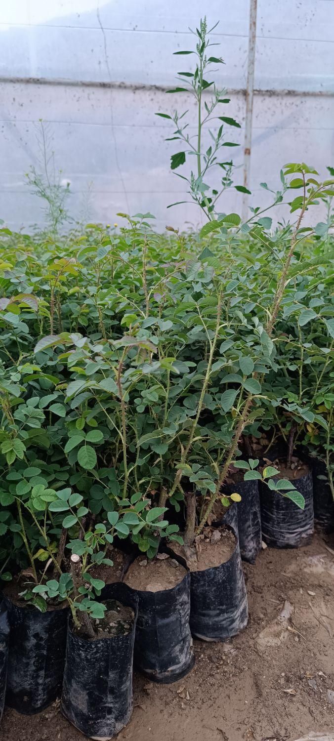 فروش نهال گل محمدی گلدون کاشان اردهال حسنارود|خدمات باغبانی و درختکاری|کاشان, استرک|دیوار