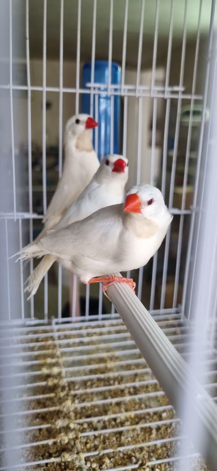 فنچ کرواتی شکلاتی و آلبینو (سفید )|پرنده|کاشان, فاز ۲ ناجی آباد|دیوار