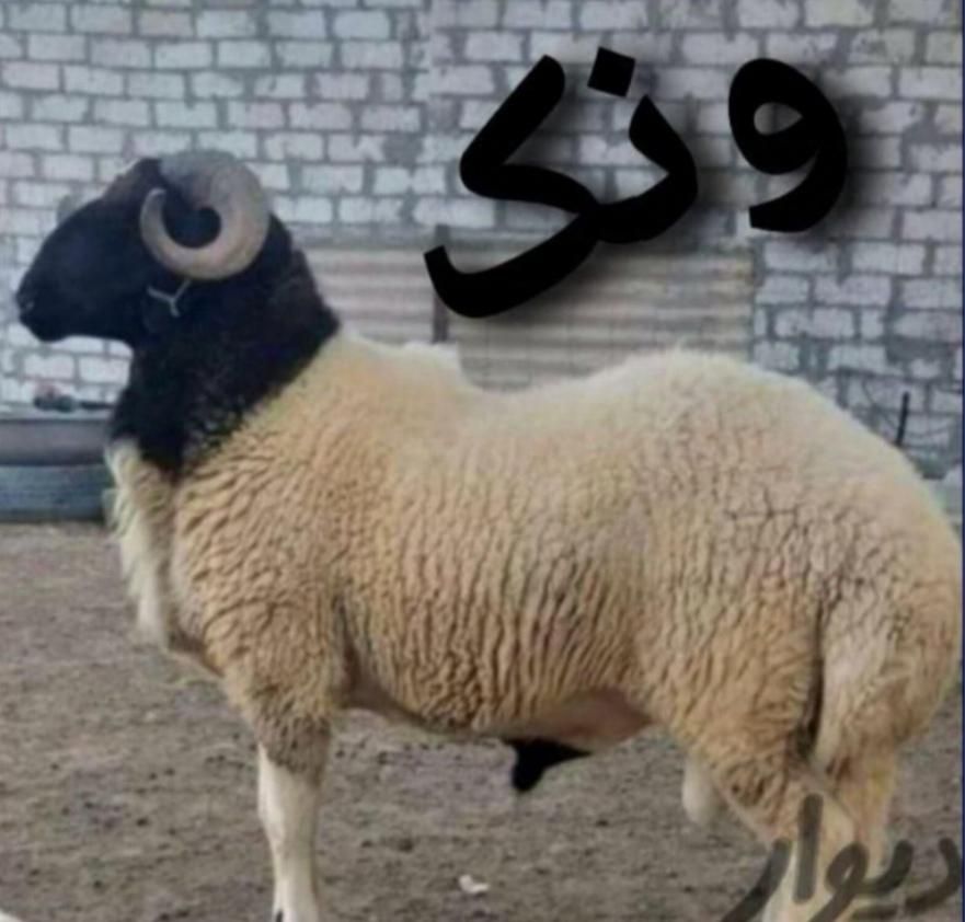 جایگاه عرضه گوسفند دام زنده شهرداری|حیوانات مزرعه|تهران, شهرک غرب|دیوار